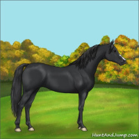 Horse Color:Black 