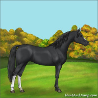 Horse Color:Black 