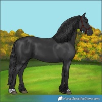Horse Color:Black 