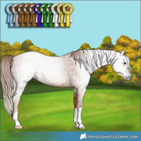 Horse Color:Gray Chestnut Rabicano