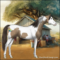 Horse Color:Classic Champagne Splash Tobiano 