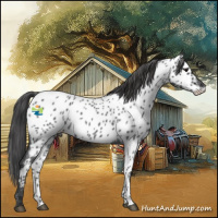 Horse Color:Blue Roan Near Leopard 