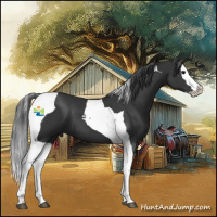 Horse Color:Black Splash Tobiano 