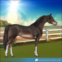 Horse Color:White Spotted Liver Chestnut 