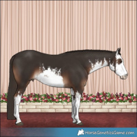 Horse Color:White Spotted Liver Chestnut 
