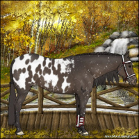 Horse Color:Smoky Black Appaloosa 
