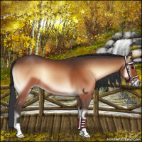 Horse Color:Bay Onyx 