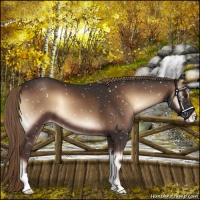 Horse Color:Liver Red Onyx Snowflake Varnish 