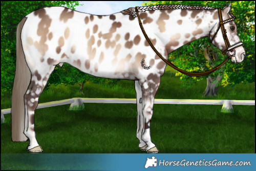 Horse Color:Liver Red Onyx Appaloosa Rabicano 