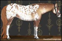 Horse Color:Red Onyx Appaloosa 