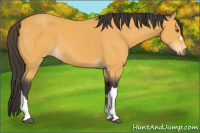 Horse Color:Buckskin 