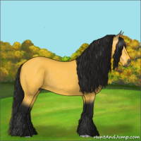 Horse Color:Gray Buckskin Rabicano 