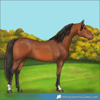 Horse Color:Bay 