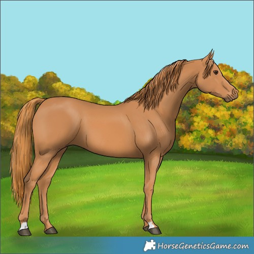 Horse Color:Chestnut 