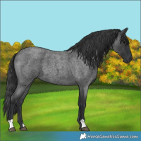 Horse Color:Blue Roan 