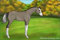 Horse Color:Smoky Grullo Splash 