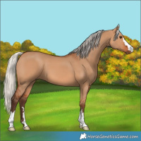 Horse Color:Silver Bay Dun 