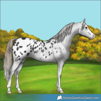 Horse Color:Smoky Black Appaloosa 