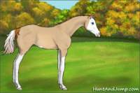 Horse Color:Red Dun Splash 