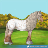 Horse Color:Red Roan Near Leopard 