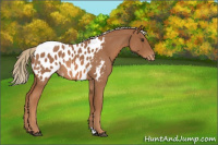Horse Color:Red Roan Near Leopard 
