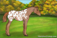 Horse Color:Red Roan Appaloosa 