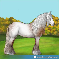 Horse Color:Gray Chestnut 