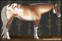 Horse Color:Silver Bay Roan Onyx Appaloosa