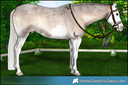 Horse Color:Silver Brown Roan Onyx Splash 
