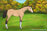 Horse Color:Bay Dun Splash Rabicano 