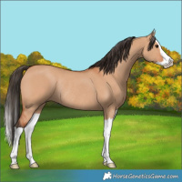 Horse Color:Bay Dun Splash Rabicano 