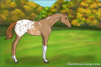 Horse Color:Red Roan Tobiano Appaloosa Rabicano 
