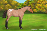 Horse Color:Bay Roan Varnish Rabicano 