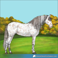 Horse Color:Bay Roan Leopard Rabicano 