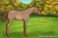 Horse Color:Red Roan Rabicano 