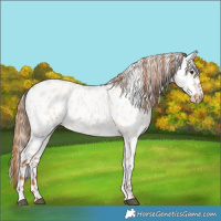 Horse Color:Red Dun Roan Appaloosa Rabicano 