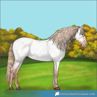 Horse Color:Red Dun Roan Appaloosa Rabicano 