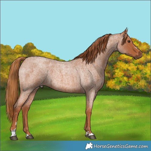 Horse Color:Red Roan 