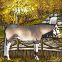 Horse Color:Brown Roan Onyx Splash