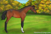 Horse Color:Bay 