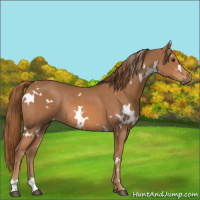 Horse Color:White Spotted Chestnut Rabicano
