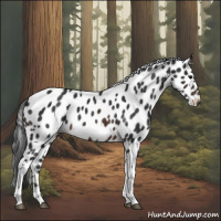 Horse Color:Brown Appaloosa 