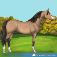 Horse Color:Bay Dun Rabicano 