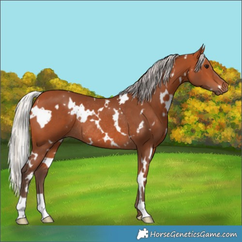 Horse Color:White Spotted Silver Bay Rabicano 