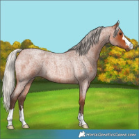 Horse Color:Silver Bay Roan Rabicano 