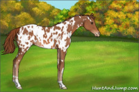 Horse Color:White Spotted Chestnut Appaloosa 