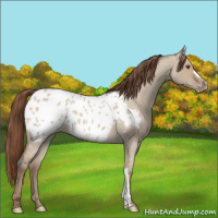 Horse Color:Classic Champagne Roan Dun Appaloosa 