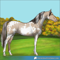 Horse Color:White Spotted Classic Champagne Dun Rabicano 