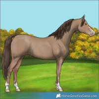 Horse Color:Classic Champagne Rabicano 