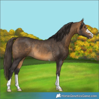 Horse Color:Buckskin Rabicano 